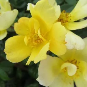 2G Rosa 'Sunny Knock Out' Sunny Knock Out Rose: Patent PP18,562
