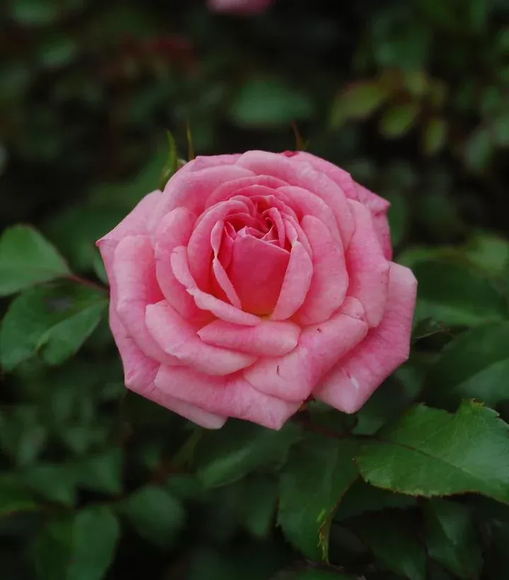 2G Rosa 'Sweet Drift' ('Meiswetdom') Sweet Drift Rose: Patent PP21,612 DISSVF