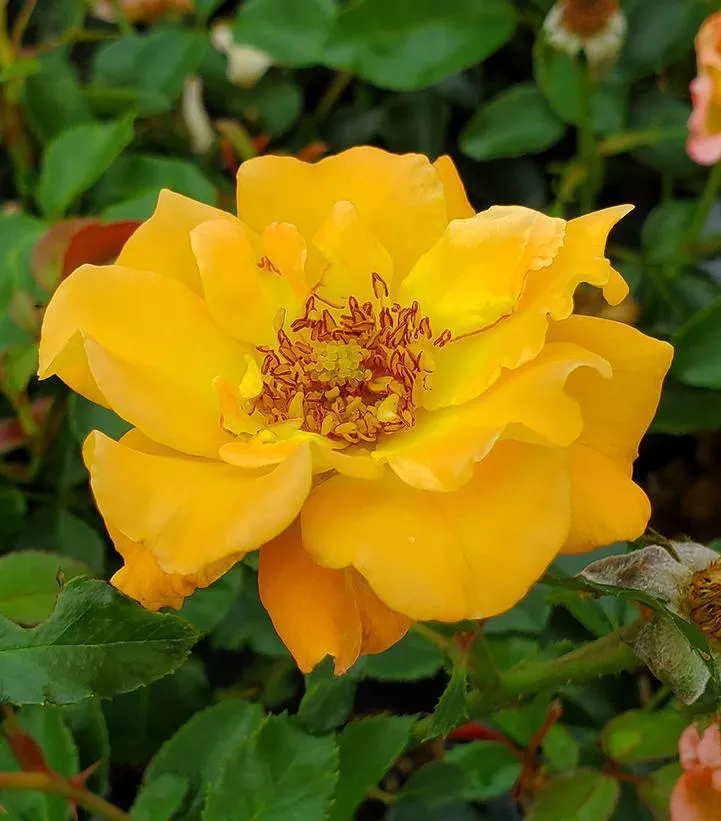 2G Rosa x 'Suñorita' Suñorita Landscape Rose: Patent PP31,005 1012295