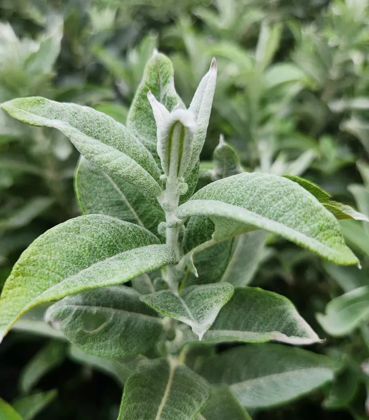 2G Salix Candida 'Iceberg Alley' ('Jefberg') Iceberg Alley Sageleaf Willow 1012105
