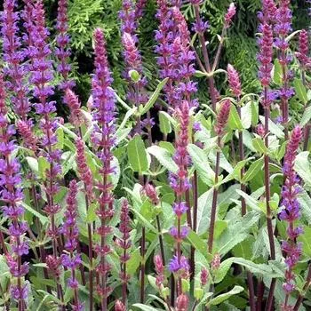 2G Salvia nemorosa 'Caradonna' Caradonna Meadow Sage 1002770