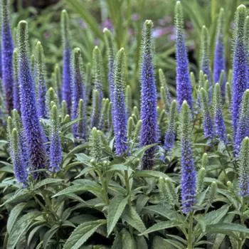 2G Veronica 'Royal Candles' - Speedwell - 1002375