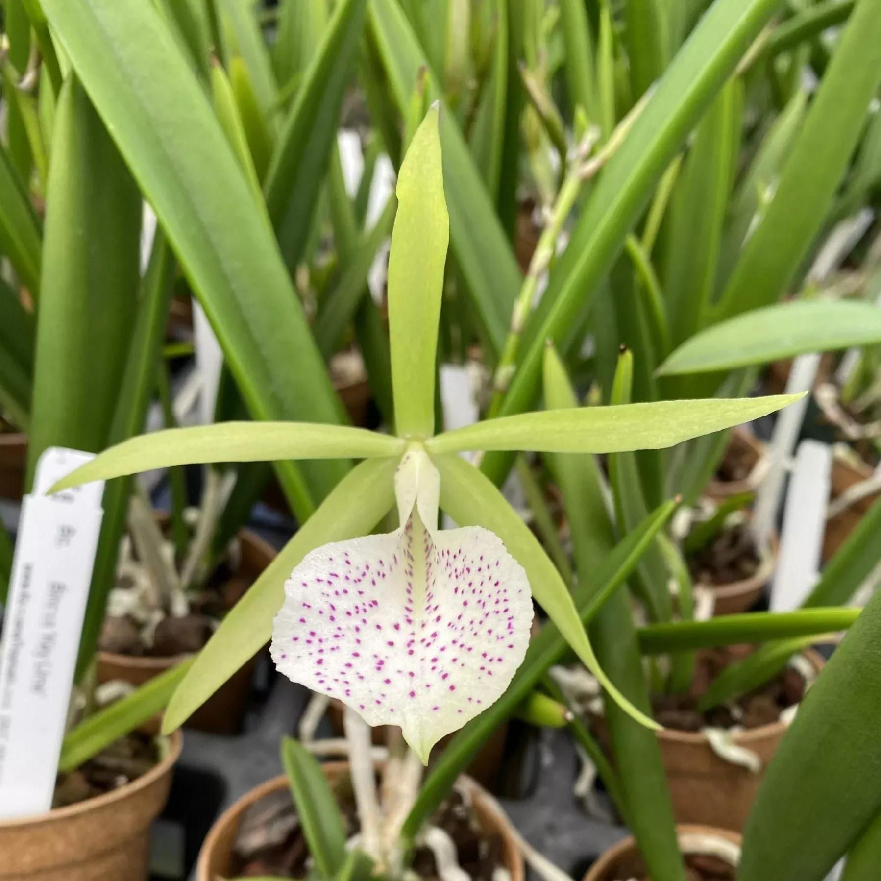 3" & 4" Bc. Binosa 'Key Lime'