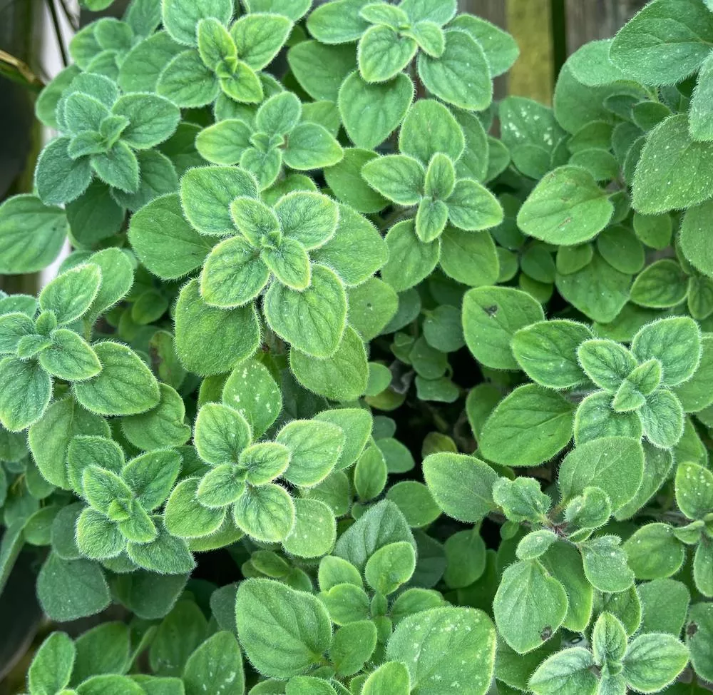 3.5" Herb - Hot & Spicy Oregano