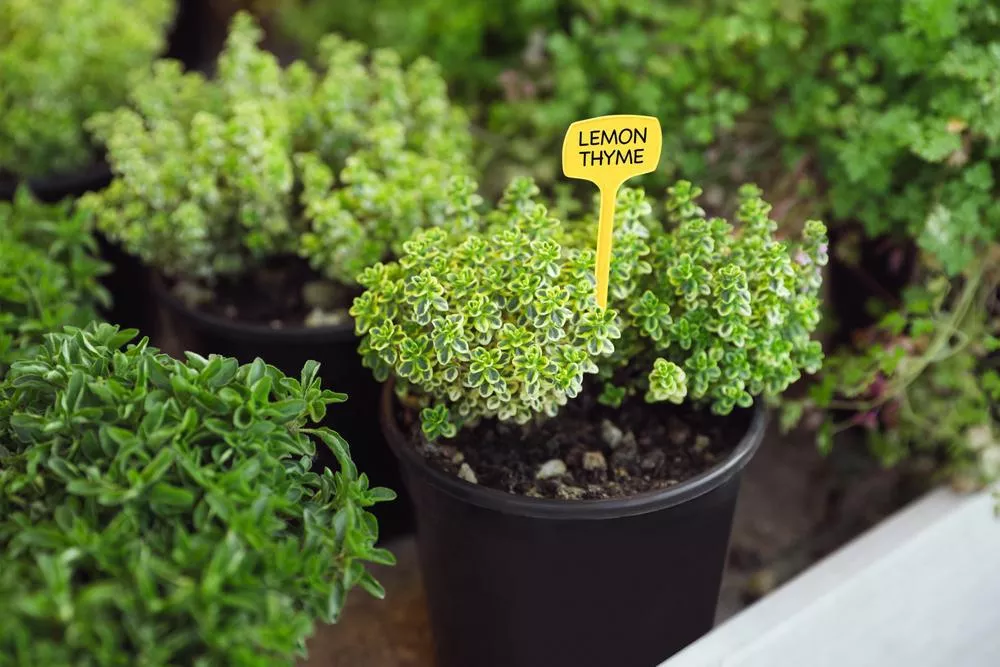 3.5" Herb - Lemon Thyme