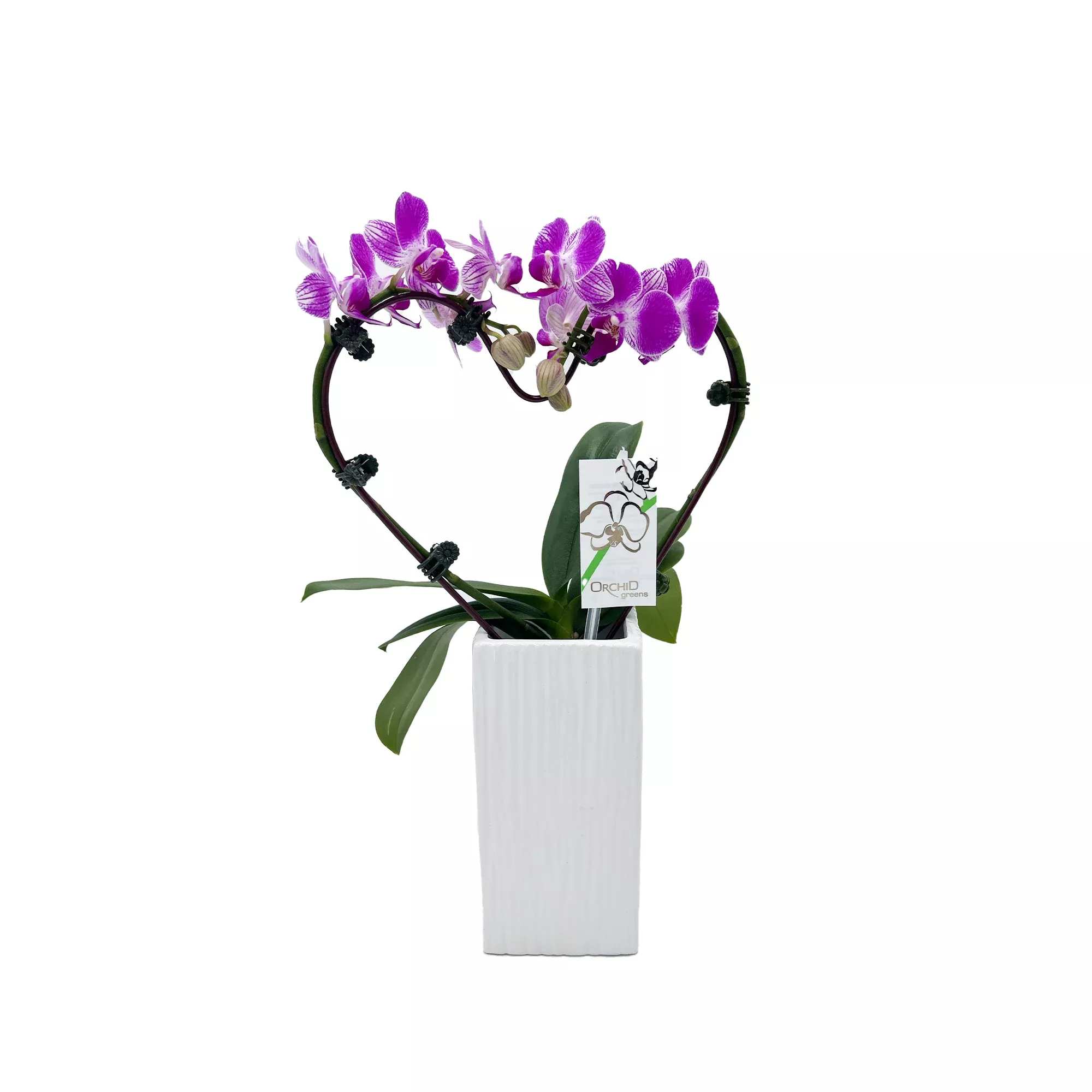 3.5" Orchid Phalaenopsis - Heart Shape w/ Ceramic Pot - T2982