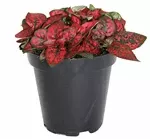 3.5" Polka Dot Red - G3255