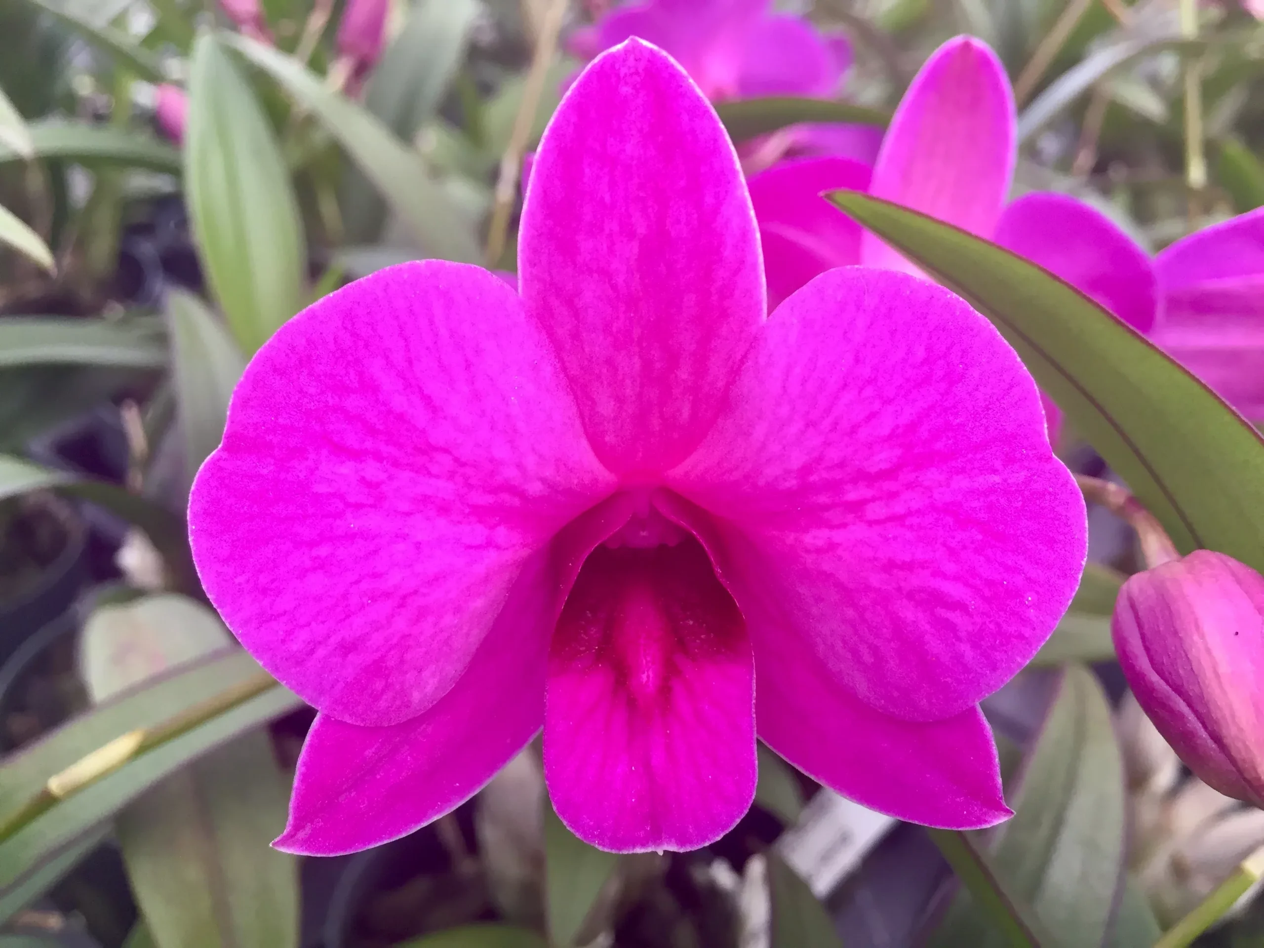 3" Den.Enobi Purple