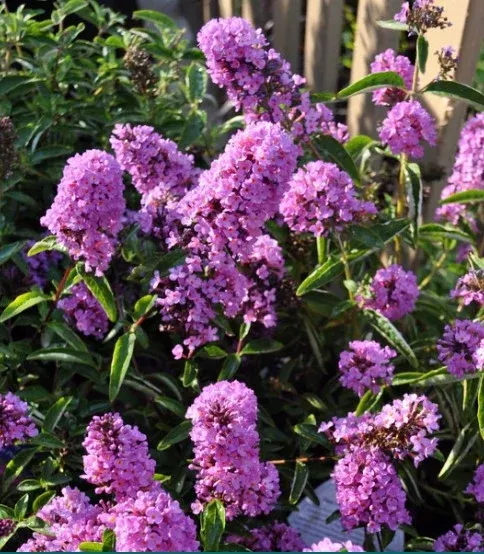 3 GAL BUDDLEIA