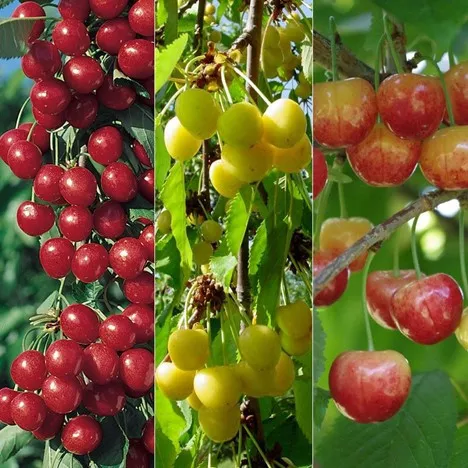3 in 1 cherry