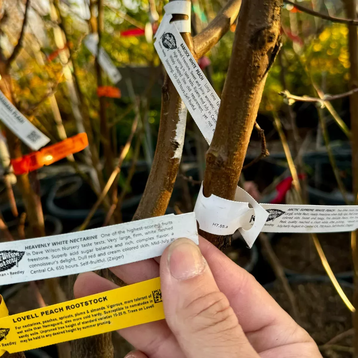 3-in-1 Peach Nectarine Tree