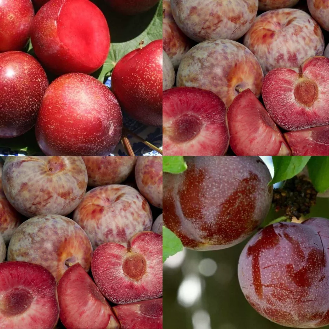 3-in-1 Pluot Tree