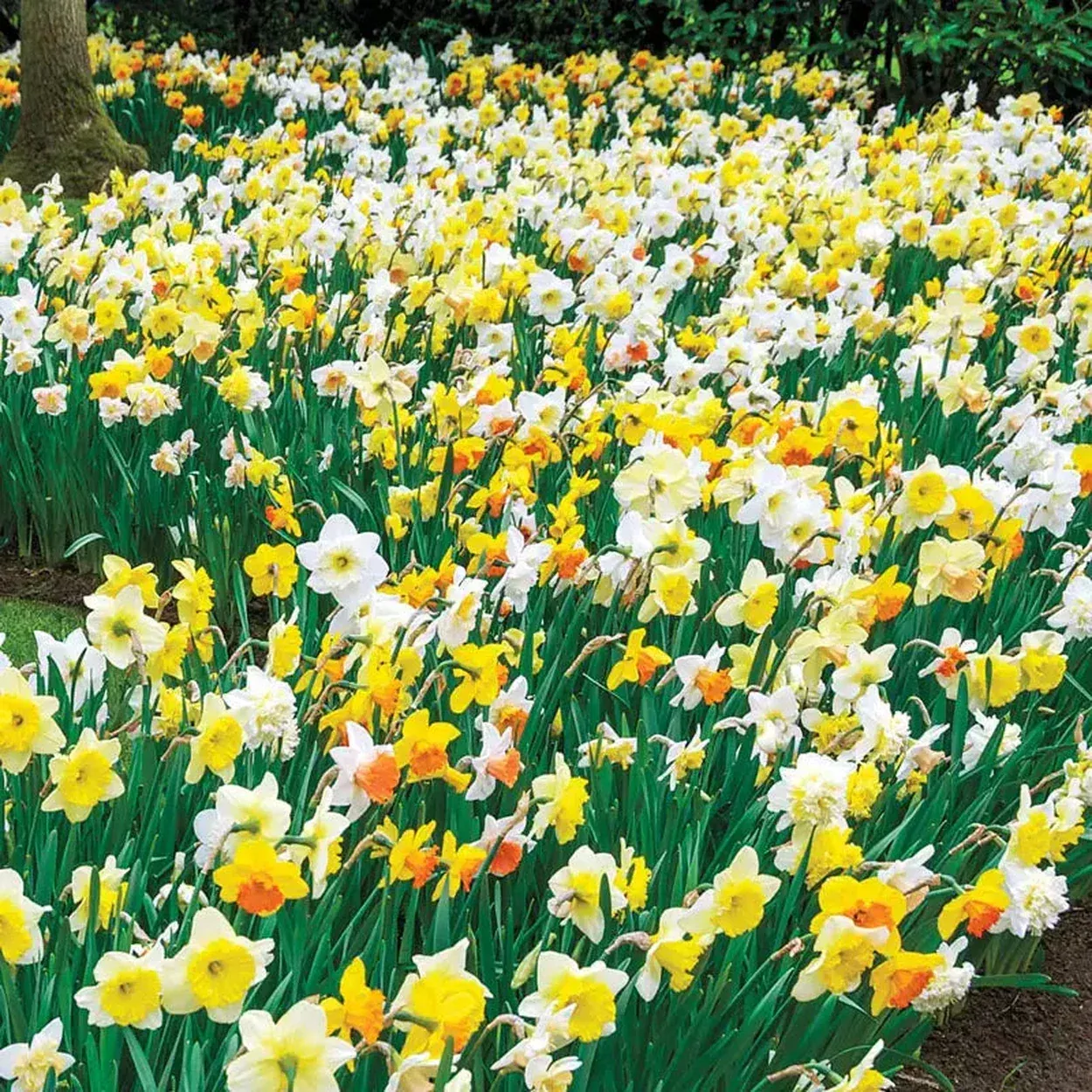 3 Months of Mixed Daffodils