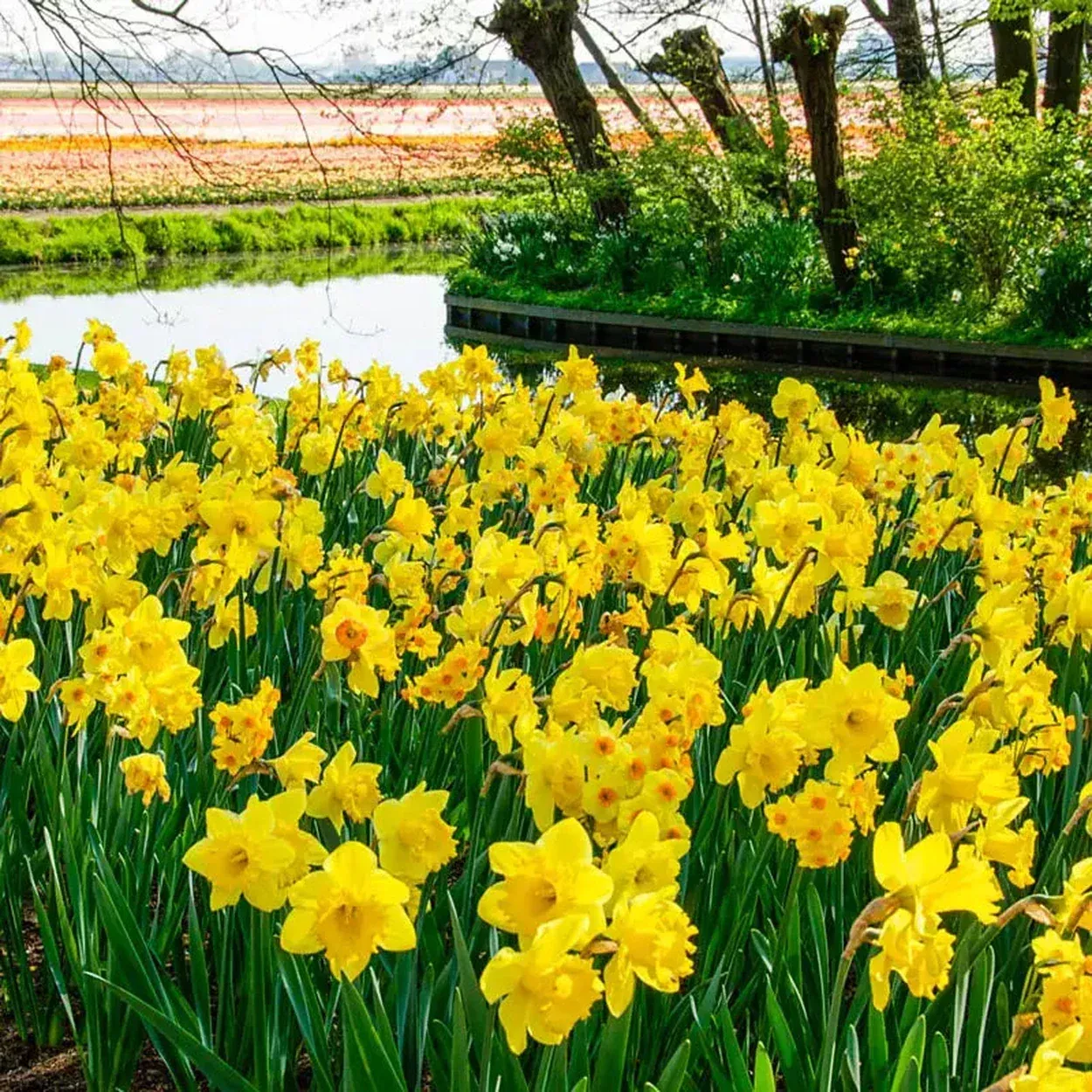3 Months Of Yellow Daffodils