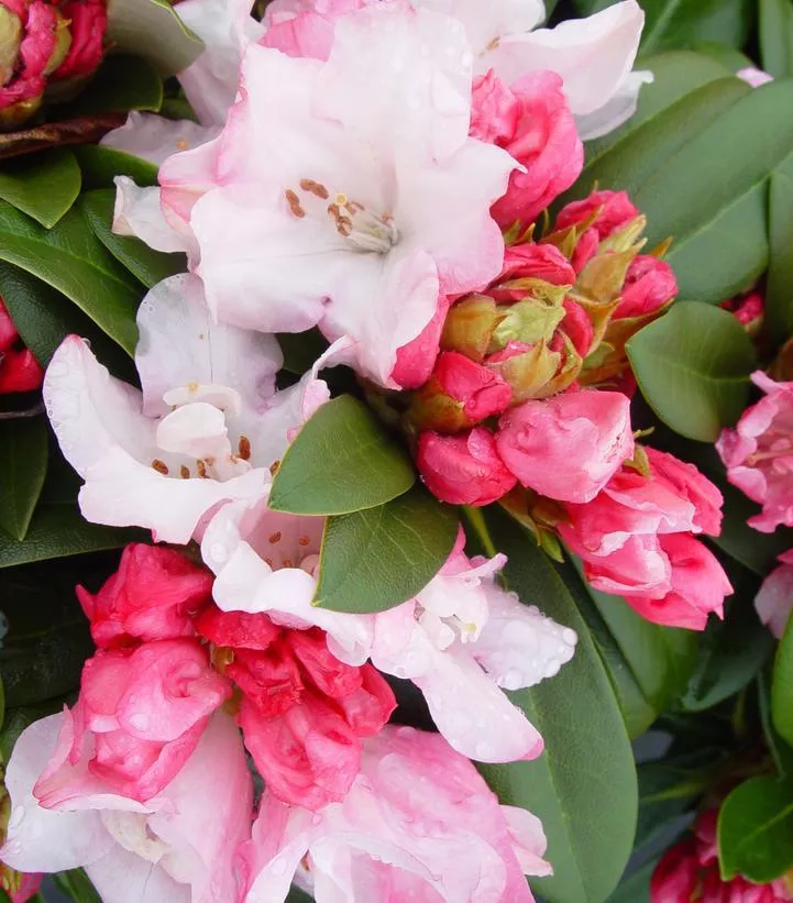 #3 Rhododendron 'Mardi Gras' Mardi Gras Rhododendron