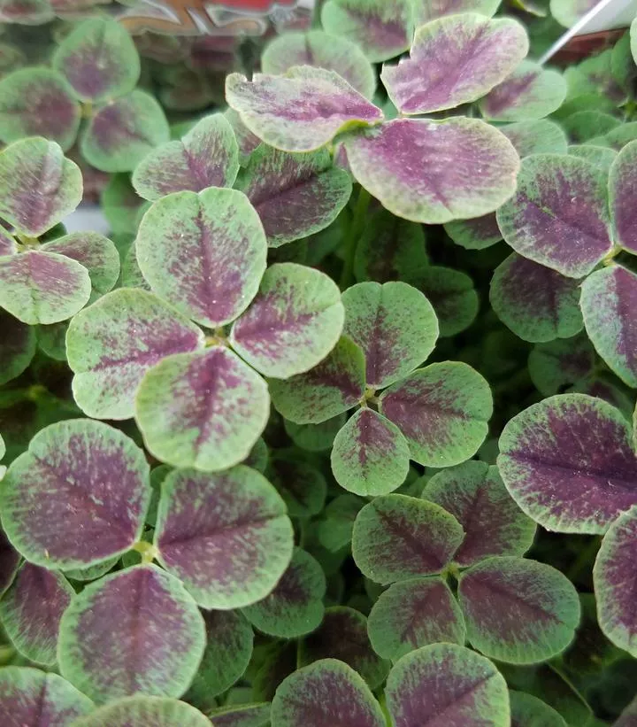 3" Trifolium reptans 'Pentaphyllum' Black-leafed Clover JC (Black Leafed Clover) 1002774