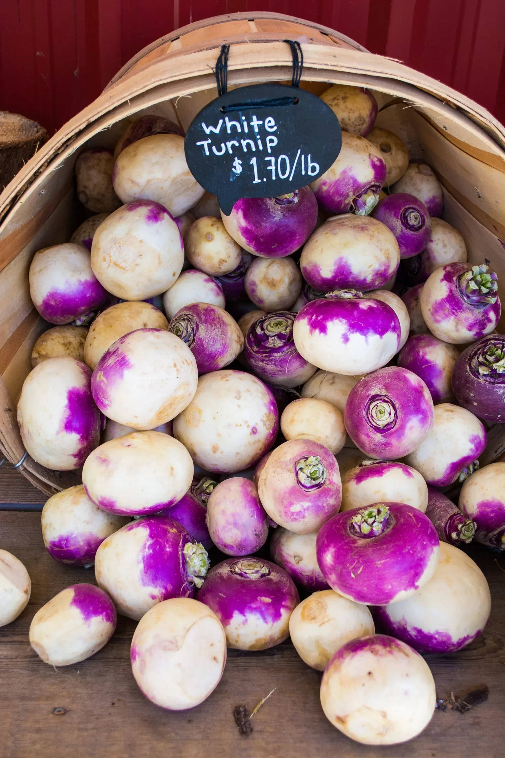 3000 Bulk Purple Top Turnip Seeds, Brassica campestris BR083M