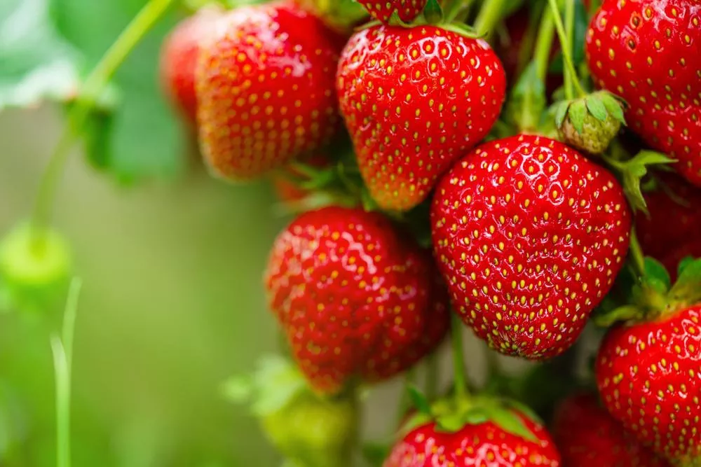 306 Strawberry - Berries Basket (Everbearing)