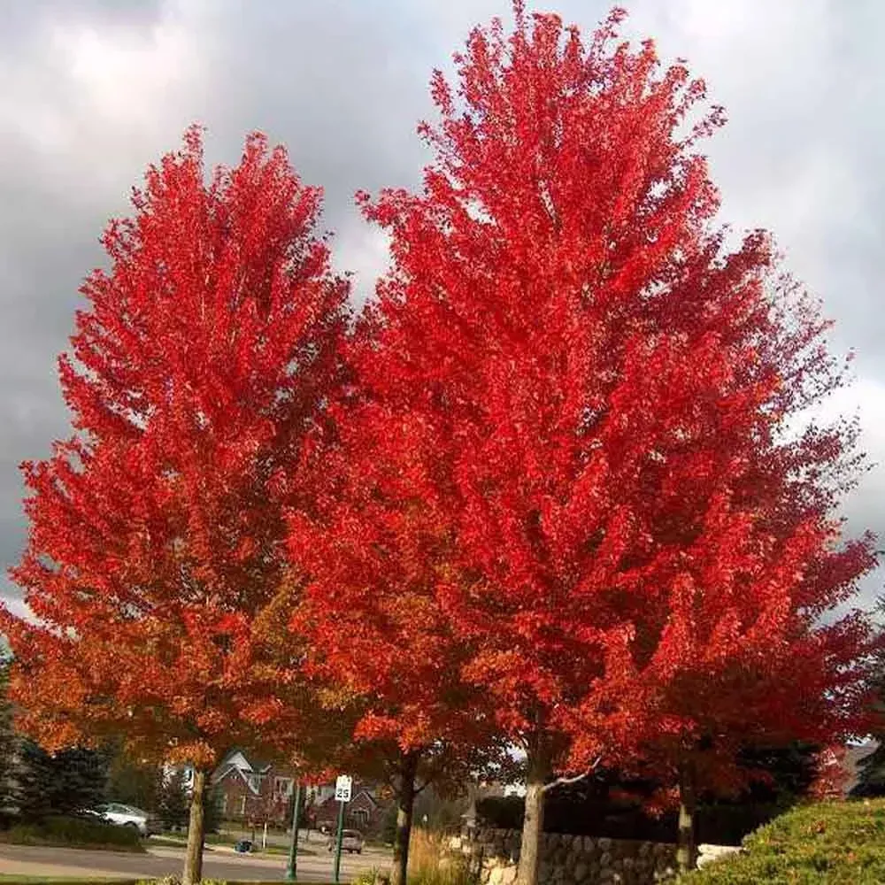 35G Acer x freemani Autumn Blaze ('Jeffersred') Autumn Blaze Freeman Maple: Patent PP4,864