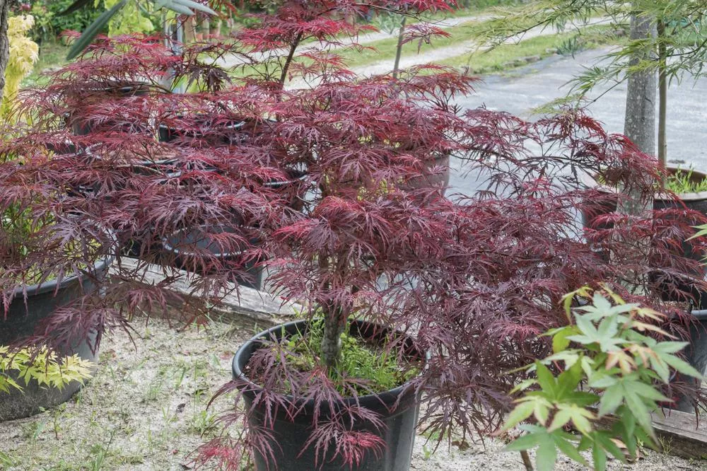 3G Acer Palmatum Dis. 'RED DRAGON'Red Dragon Weeping Japanese Maple 1003791