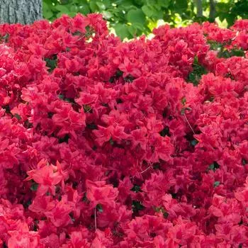 3G Azalea 'Stewartstonian' Evergreen - 1000011