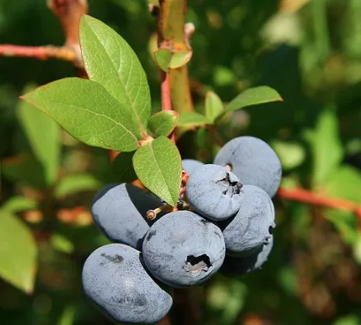 3G Blueberry Bush - Elliot - 5815