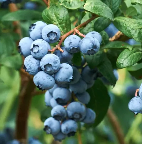 3G Blueberry Bush - Jersey - 5805