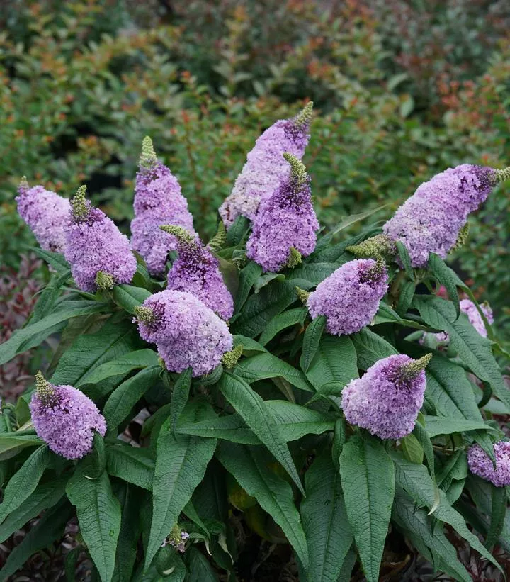 3G Buddleia Pugster Butterfly Bush 'Amethyst' ('SMNBDL') Pugster Amethyst Butterfly Bush: Patent PPAF 1010102