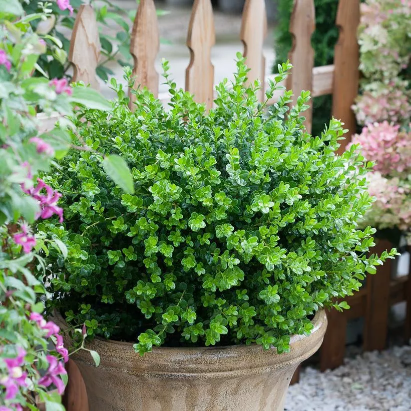 3G Buxus microphylla Sprinter ('Bulthouse') Sprinter: Patent PPAF 1008179