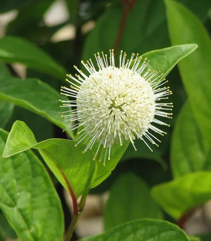 3G Cephalanthus occidentalis 'Fiber Optics' ('Bailoptics') Fiber Optics Buttonbush: Patent PP29,475 1010930