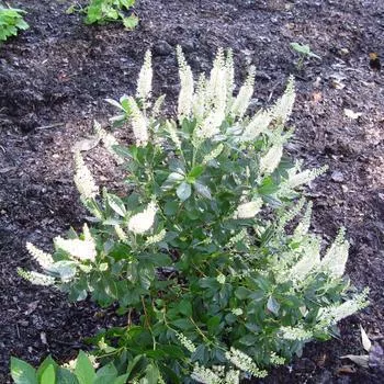 3G CLETHRA ALNIFOLIA 'HUMMINGBIRD' Hummingbird Summersweet 1001504