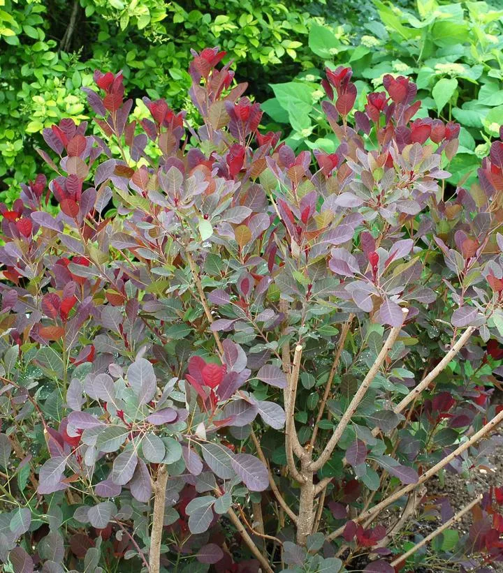 3G Cotinus Coggygria 'Royal Purple' - Smokebush - 1001052