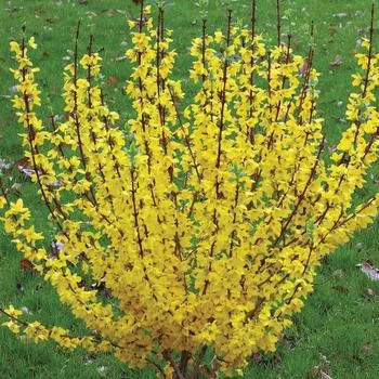 3G Forsythia 'Show Off' ('Mindor') Show Off 1004565