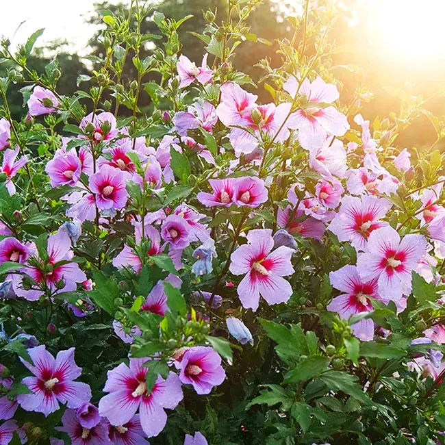 3G Hibiscus syriacus Orchid Satin ('ILVO347') Orchid Satin Rose of Sharon: Patent PPAF
