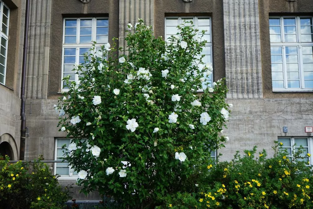 3G Hibiscus syriacus 'White Chiffon' ('Notwoodtwo') White Chiffon Rose of Sharon: Patent PP12612