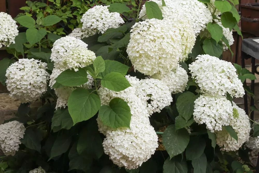 3G Hydrangea Arborescens 'Incrediball' - 1004267
