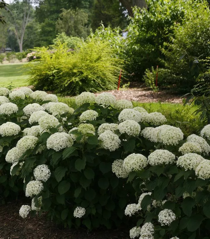 3G Hydrangea Arborescens Invincibelle 'Limetta' - 1009196
