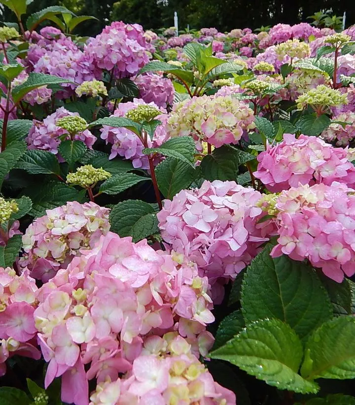 3G Hydrangea mac. 'Endless Summer Bloomstruck' ('PIIHM-II') E.S Bloomstruck Hydrangea: Patent PP25566 1007499 Bigleaf Mophead