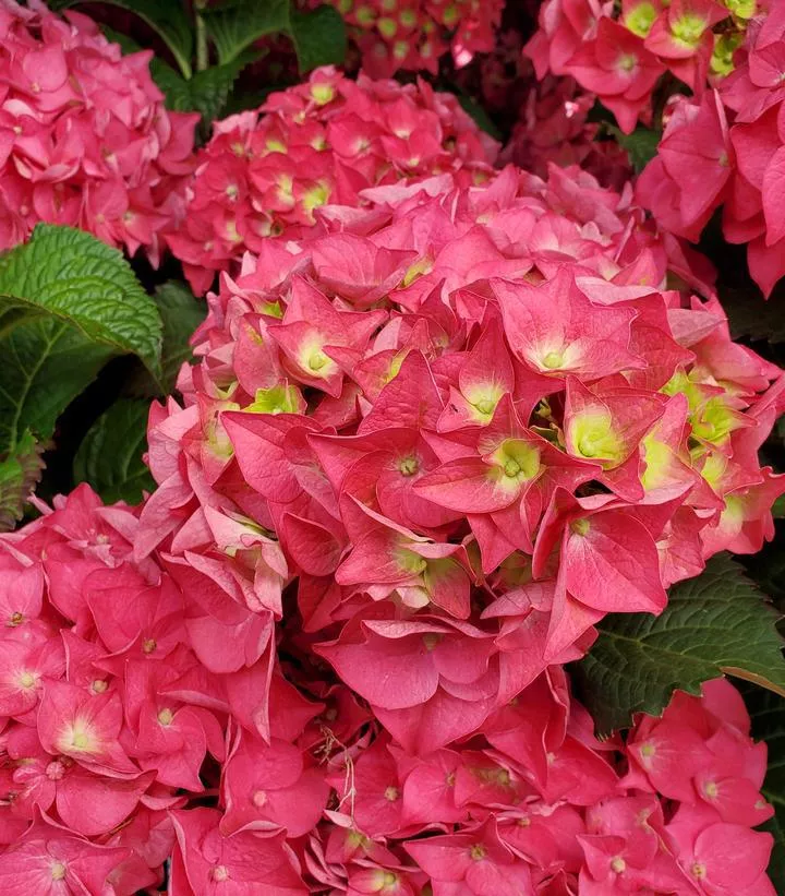 3G Hydrangea mac. 'Endless Summer Summer Crush' ('Bailmacfive') E.S Summer Crush Hydrangea: Patent PP30359 1009930