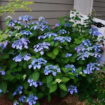 3G Hydrangea mac. 'Endless Summer Twist-N-Shout' ('PIIHM-I') E.S Twist-N-Shout Hydrangea: Patent PP20176 1007508 Bigleaf Mophead