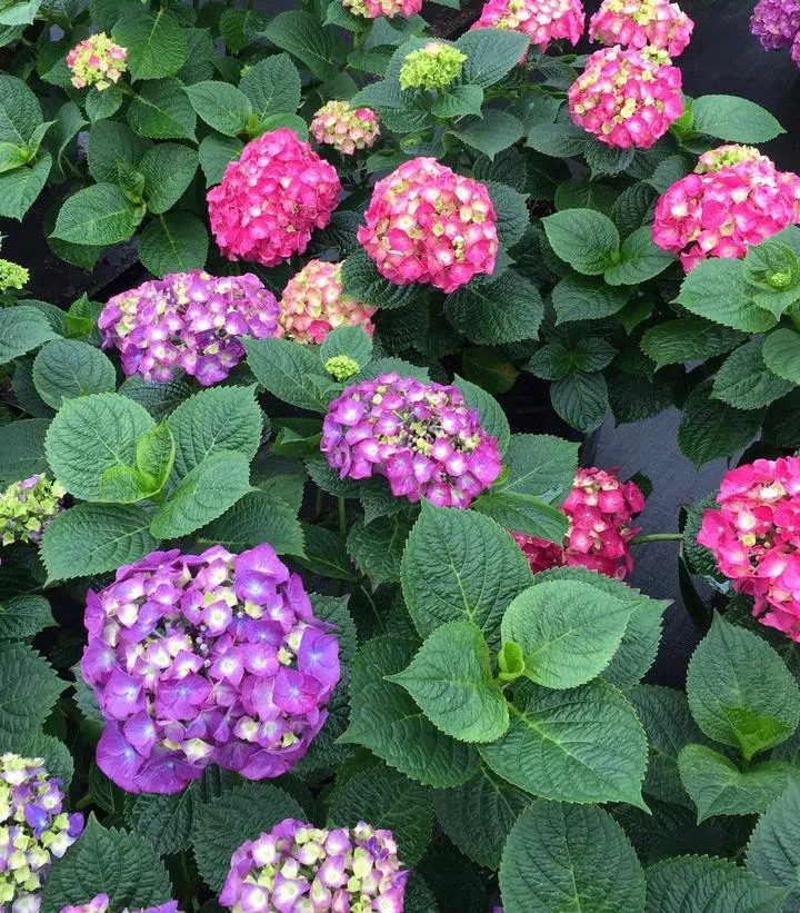 3G Hydrangea mac. 'Let's Dance Big Band' ('SMNHMP') Let's Dance Big Band BIgleaf Hydrangea: Patent PPAF 1012710