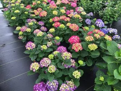 3G Hydrangea mac. 'Wee Bit Giddy' ('SMNHML') Wee Bit Giddy Bigleaf Hydrangea: Patent PPAF