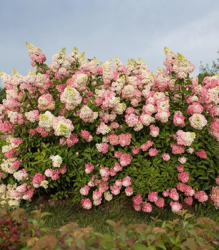 3G Hydrangea pan. 'Berry White' ('Renba') Berry White Hydrangea: Patent PP28,509 1009931