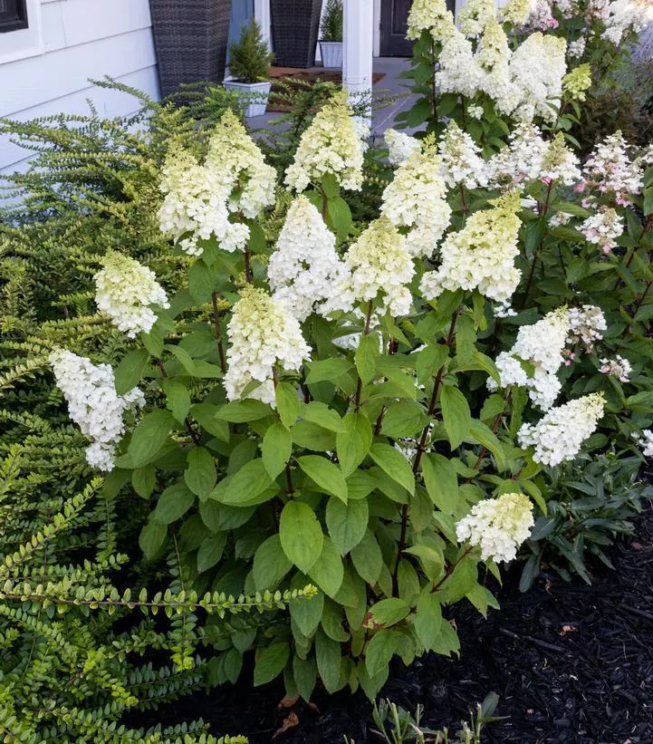 3G Hydrangea pan. Moonrock ('Kolmakilima') Moonrock Hydrangea: Patent PP29,853 1010002