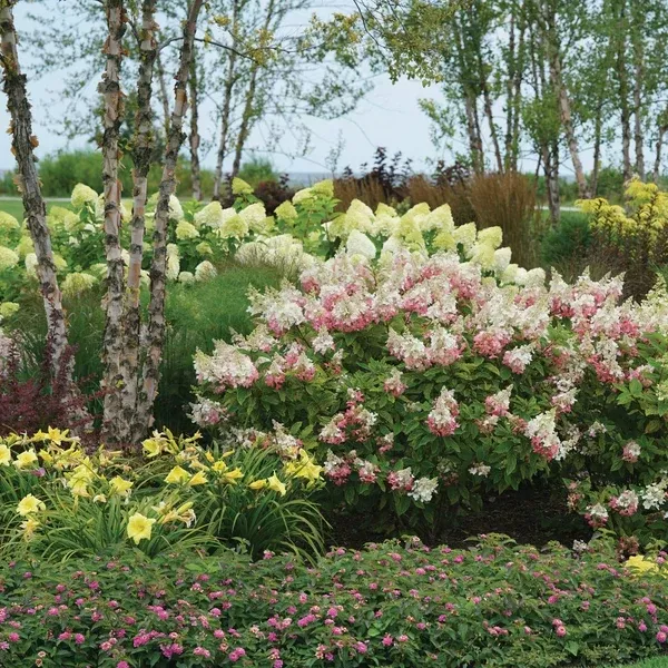 3G Hydrangea pan. Pinky Winky ('DVPPINKY') Pinky Winky Panicle Hydrangea: Patent PP16166 1003712