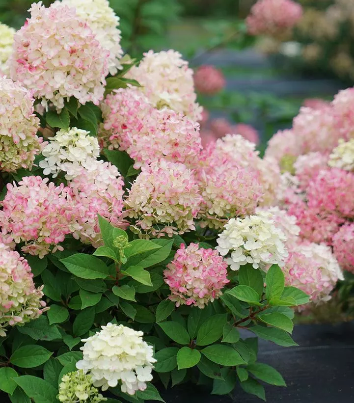 3G Hydrangea Paniculata 'Fire Light Tidbit' - 1012716