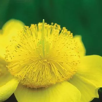 3G HYPERICUM FRONDOSUM Sunburst StJohns Wort 1002321