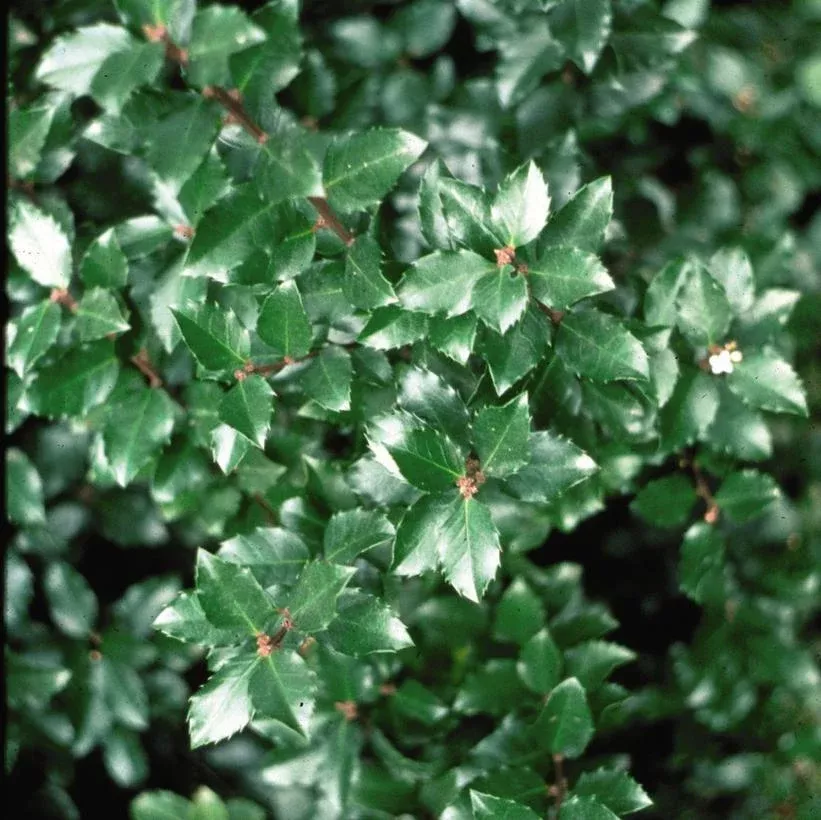 3G Ilex Verticillata 'Jim Dandy' - Winterberry - 1001491