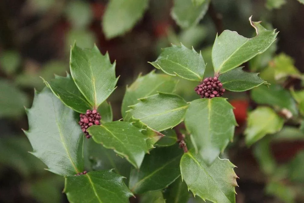 3G Ilex X Meserveae 'Blue Prince' - Holly (Pollinator for Blue Princess) - 1000213
