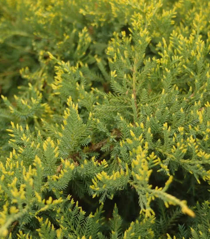3G Juniperus chinensis 'Gold Star' Gold Star Juniper 1001794